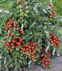 Paradajka Sweet Million F1 - Solanum lycopersicum - semená - 5 ks