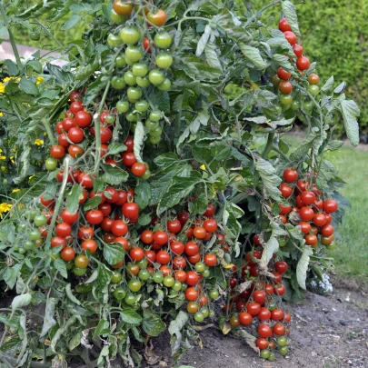 Paradajka Sweet Million F1 - Solanum lycopersicum - semená - 5 ks