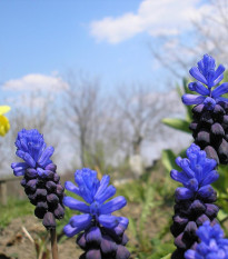 Modrica širokolistá - Muscari latifolium - cibuľoviny - 5 ks