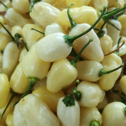 Chilli Habanero biele - Capsicum annuum - semená - 6 ks