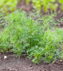 Kôpor voňavý Oliver - Anethum graveolens - semená - 500 ks