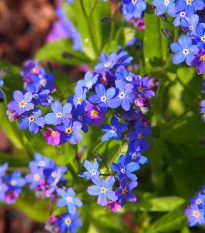 Nezábudka alpínska zakrpatená - Myosotis alpestris - semená - 700 ks