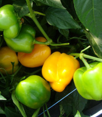 Paprika Afrodita - Capsicum annuum - semená - 20 ks