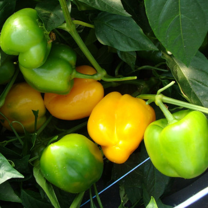 Paprika Afrodita - Capsicum annuum - semená - 20 ks