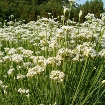 Pažítka čínska Neko - Allium tuberosum - semená - 20 ks