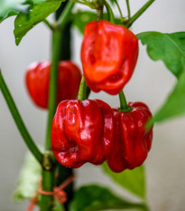 Chilli Habanero červené - Capsicum chinense - semená - 6 ks