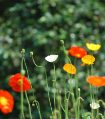 Slncovka zmes farieb - Eschscholzia californica - semená - 200 ks