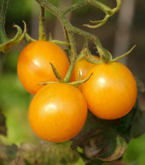 Paradajka Artisan Golden Bumble - Solanum lycopersicum - semená - 5 ks