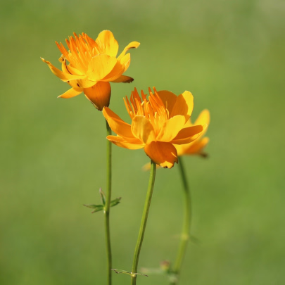 Upolín čínsky Gold queen - Trollius chinensis - semená - 20 ks