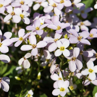 Arábka ružová - Arabis arendsii - semená - 100 ks