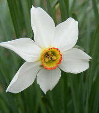 Narcis Poeticus actaea - Narcissus - cibuľoviny - 3 ks