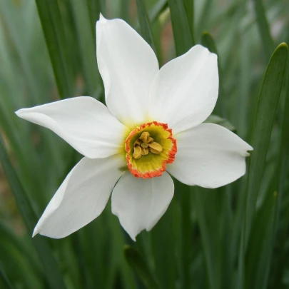 Narcis Poeticus actaea - Narcissus - cibuľoviny - 3 ks