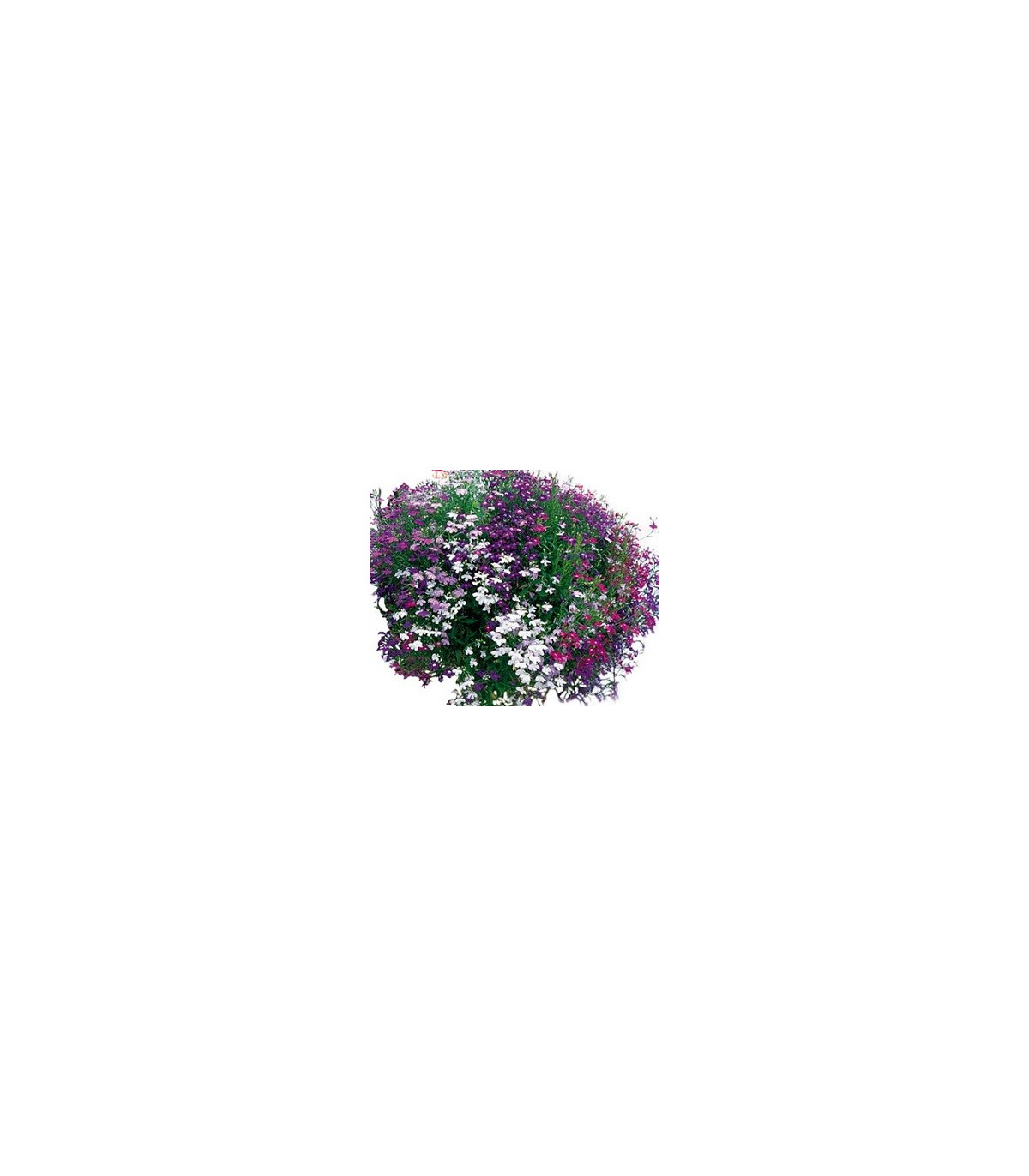 Lobelka previslá Color Cascade - Lobelia erinus pendula - semená - 0,1 g