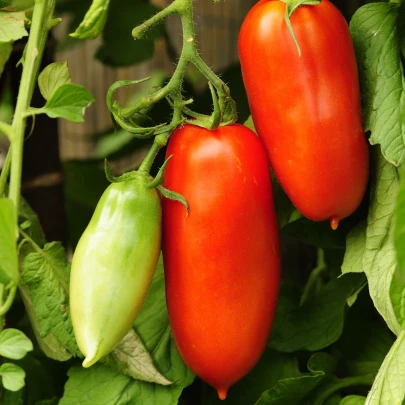 Paradajka San Marzano Gigante F1 - Solanum lycopersicum - semená - 8 ks