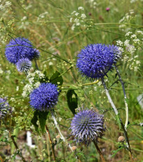 Bielotŕň modrý - Echinops ritro - semená - 6 ks