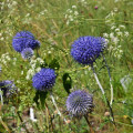 Bielotŕň modrý - Echinops ritro - semená - 6 ks