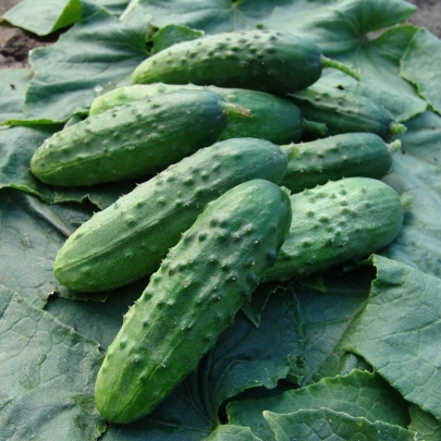 Uhorka nakladačka Regina F1 - Cucumis sativus - semená - 20 ks