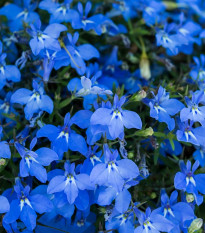 Lobelka drobná Crystal Palace - Lobelia erinus - semená - 1000 ks