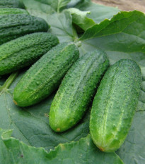 Uhorka partenokarpická Partner F1 - Cucumis sativus - semená - 50 ks