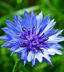 Nevädza modrá - Centaurea cyanus - semená - 30 ks