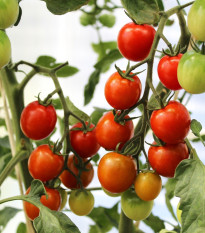 Paradajka Supersweet F1 - Solanum lycopersicum - semená - 6 ks