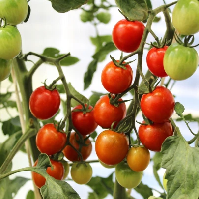 Paradajka Supersweet F1 - Solanum lycopersicum - semená - 6 ks