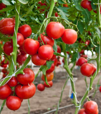 BIO Paradajka F1 Hamlet - Solanum lycopersicum - bio semená - 5 ks