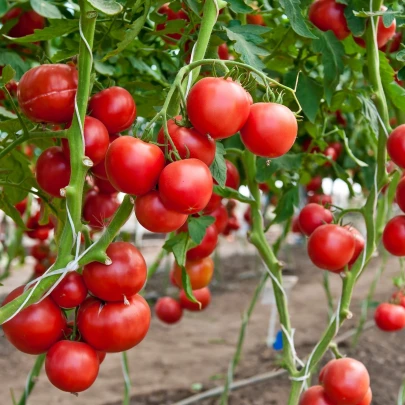 BIO Paradajka F1 Hamlet - Solanum lycopersicum - bio semená - 5 ks