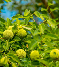 Maklura oranžová - Maclura pomifera - semená - 5 ks