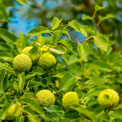 Maklura oranžová - Maclura pomifera - semená - 5 ks