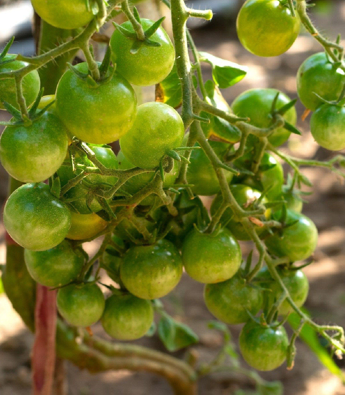 Paradajka Limetto F1 - Solanum lycopersicum - semená - 5 ks