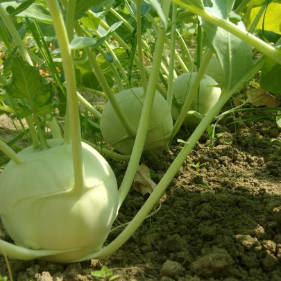 Kaleráb obrí Superschmelz - Brassica oleracea - semená - 150 ks