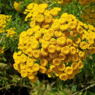 Vratič obyčajný - Tanacetum vulgare - semená - 0,4 g