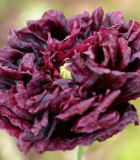 Mak Black Peony - Papaver somniferum - semená - 150 ks