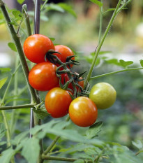 Paradajka Tiny Tim - Solanum lycopersicum - semená - 7 ks