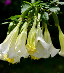 Brugmansia biela - Anjelská trúbka biela - Brugmansia arborea - semená - 10 ks