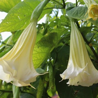 Brugmansia biela - Anjelská trúbka biela - Brugmansia arborea - semená - 10 ks