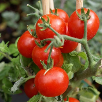 Paradajka balkónová Balkonstar - Solanum Lycopersicum - semená - 10 ks