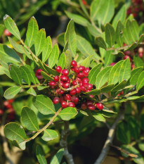 Pistácia lentiscus - Pistacia lentiscus - semená - 6 ks