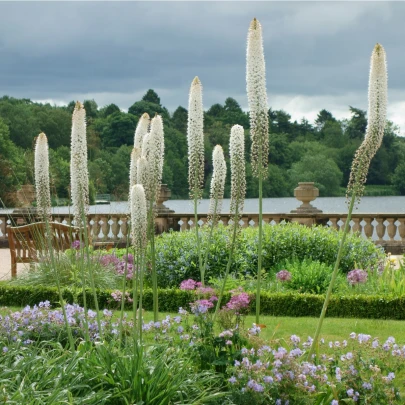 Fakľa himalájska - Eremurus himalaicus - cibuľoviny - 1 ks