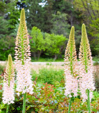 Fakľa úzkolistá Robustus - Eremurus - cibuľoviny - 1 ks