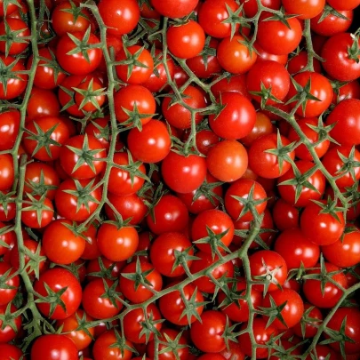 Červené Cherry paradajky - Solanum lycopersicum - semená - 6 ks