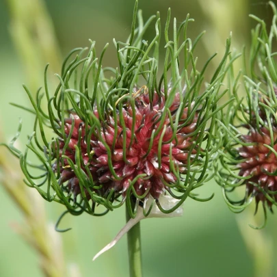 Cesnak okrasný Hair - Allium - cibuľoviny - 3 ks