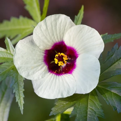 Ibištek konopný - Hibiscus cannabinus - semená - 6 ks