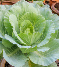 Kapusta biela poloneskorá - Brassica oleracea - semená - 200 ks