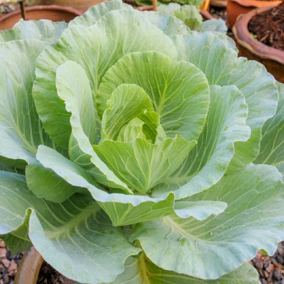 Kapusta biela poloneskorá - Brassica oleracea - semená - 200 ks