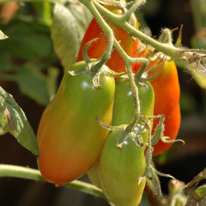 Paradajka Big Mama F1 - Solanum lycopersicum - semená - 7 ks