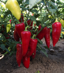 Paprika ročná Sakura - Capsicum annuum - semená - 30 ks