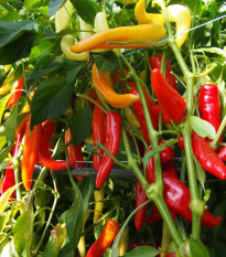 Paprika kozí/baraní roh Harriet - Capsicum annuum - semená - 45 ks