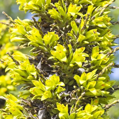 Puja - Puya Chilensis - semená - 5 ks